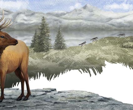 Elk_DEnise_M._Cassano