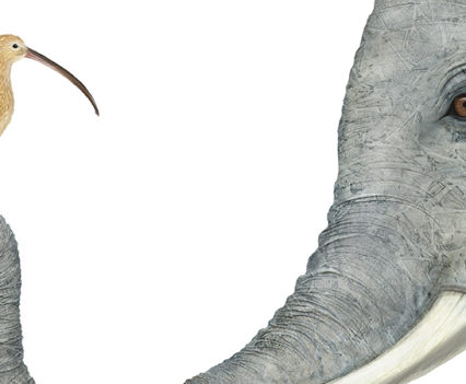 elephant and curlew Denise M Cassano art